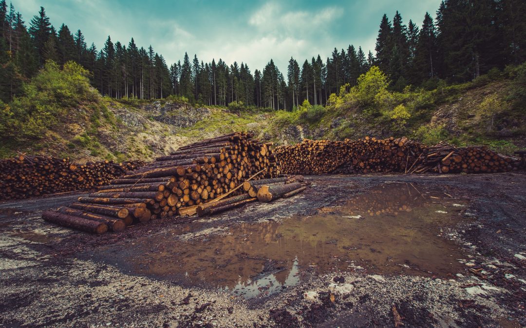 Development of Forestry Products in Guyana