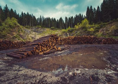 Development of Forestry Products in Guyana